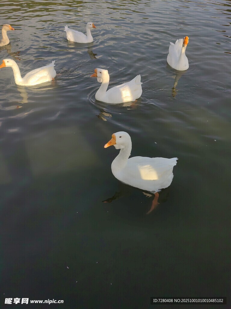 水中群鴨嬉戲