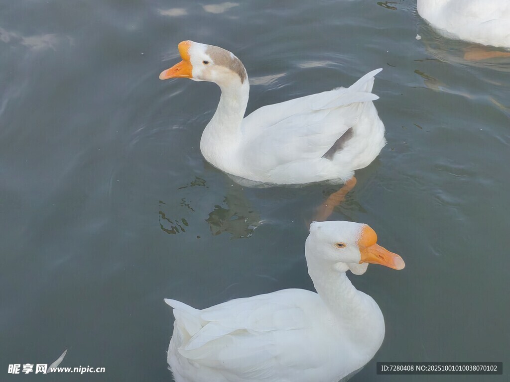 水中游弋的白鵝