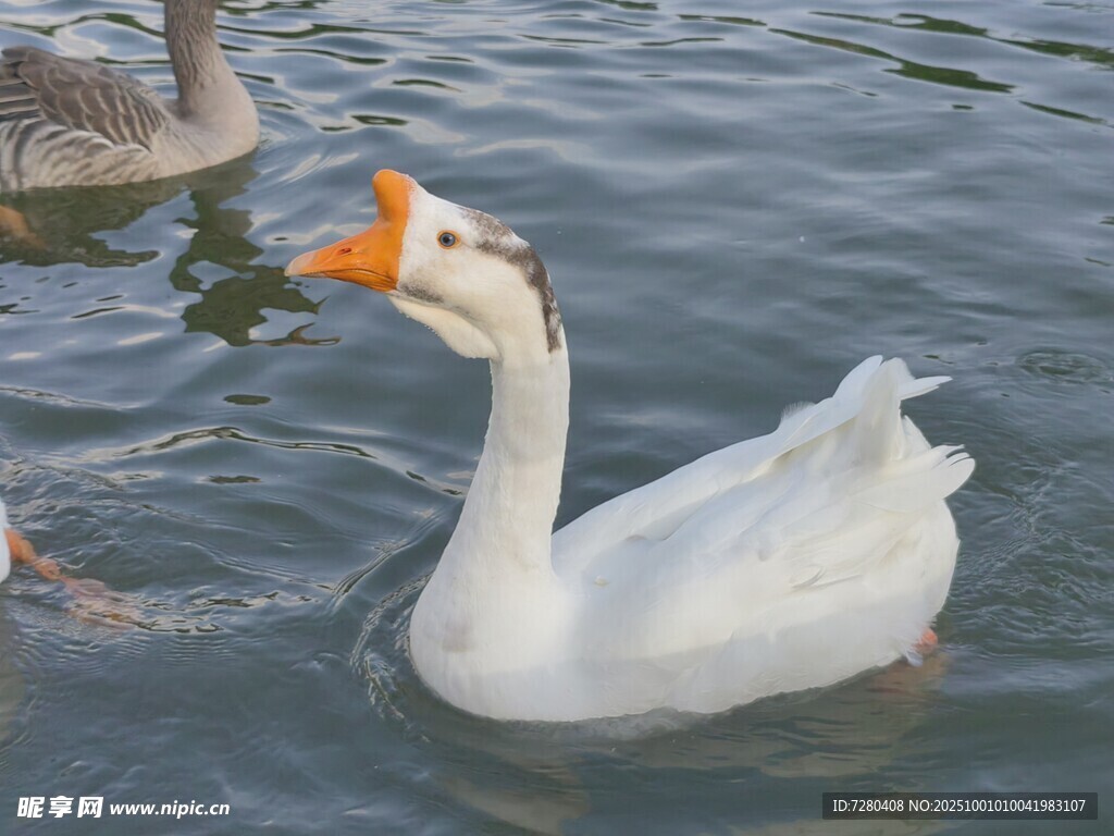 水中白鵝與鴨同游