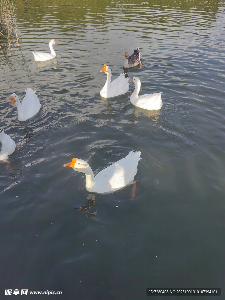 水中游弋的一群白鵝