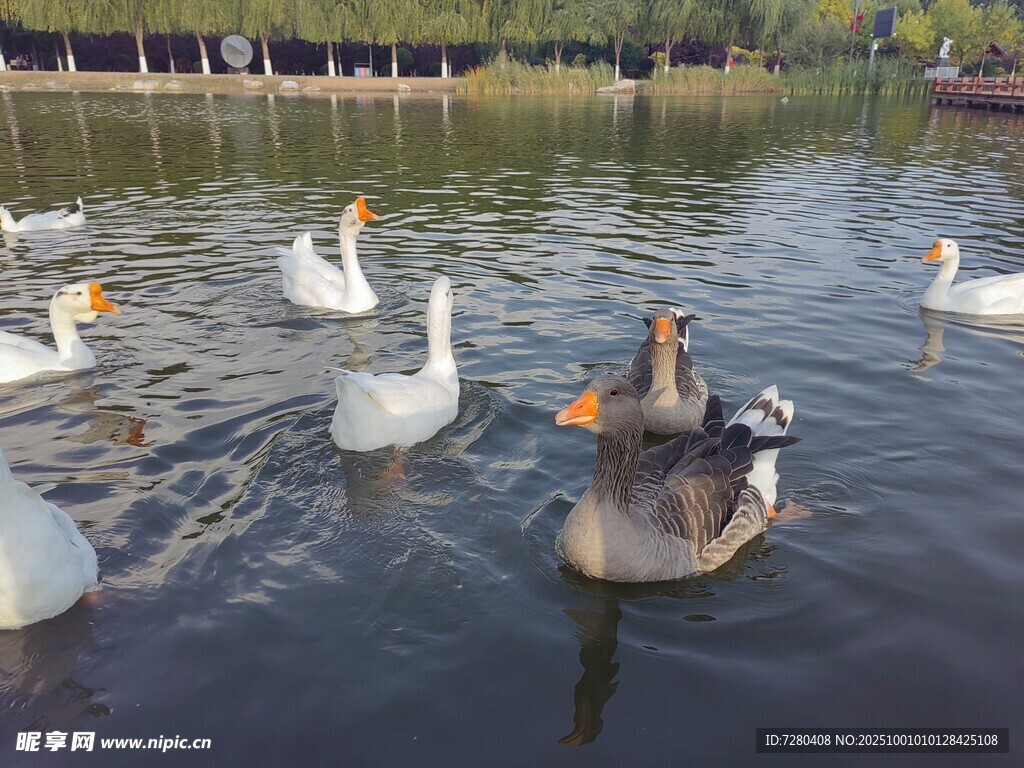 湖中群鵝悠游