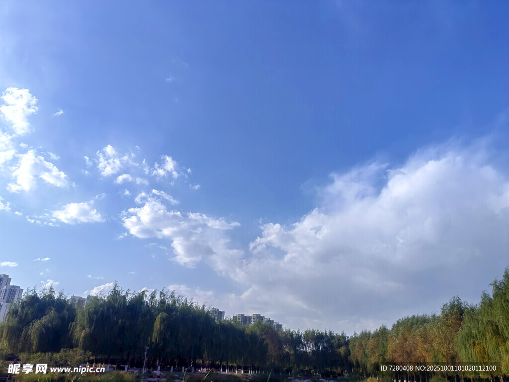藍天白云下的多彩樹林