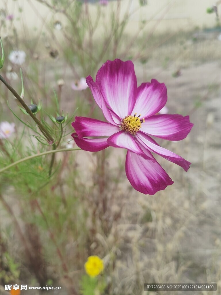 嬌艷波斯菊綻放于野外