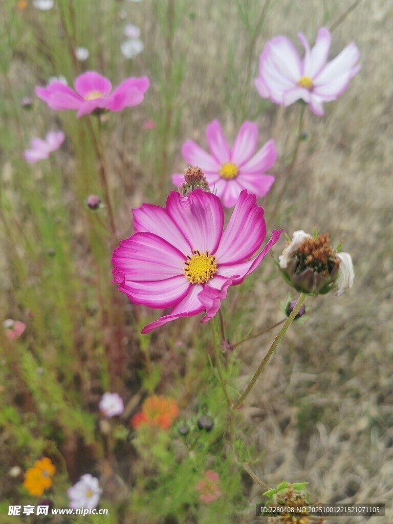 蜜蜂采蜜于絢爛格桑花中