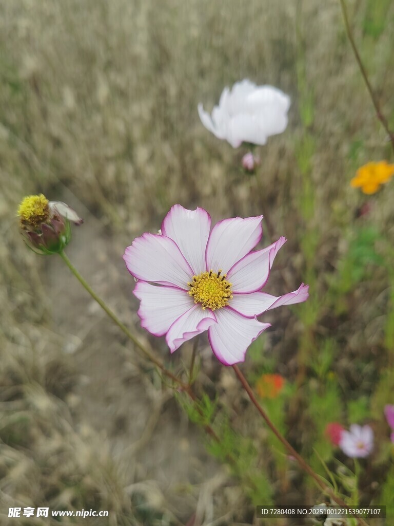 野外綻放的美麗波斯菊