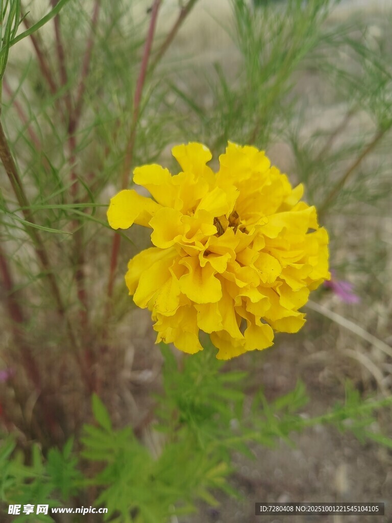 黃色萬壽菊特寫
