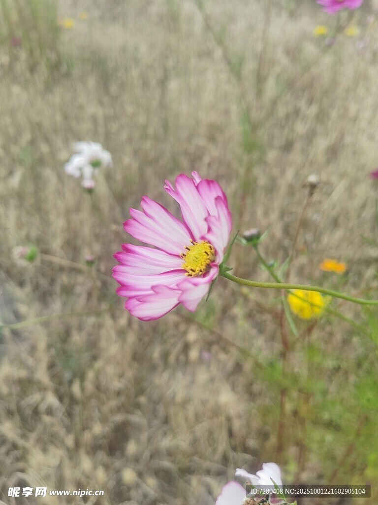 田野中的粉色波斯菊