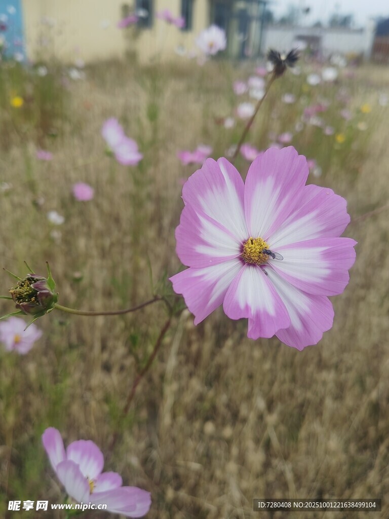 田野中的美麗波斯菊