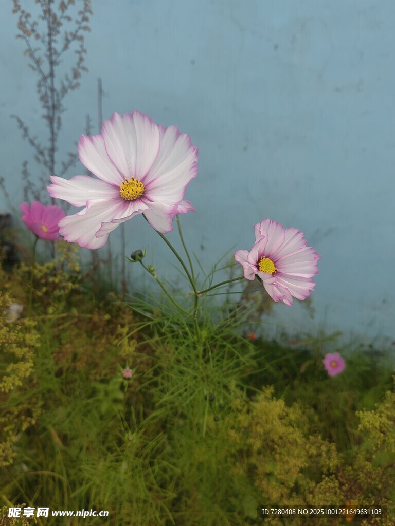 水邊綻放的粉色波斯菊