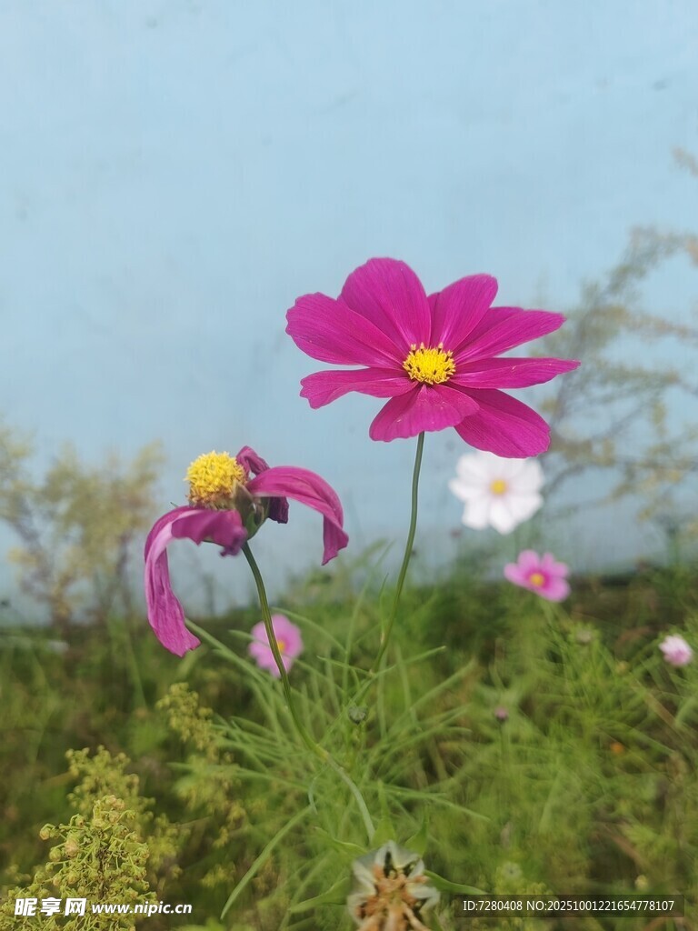 嬌艷波斯菊綻放于草叢