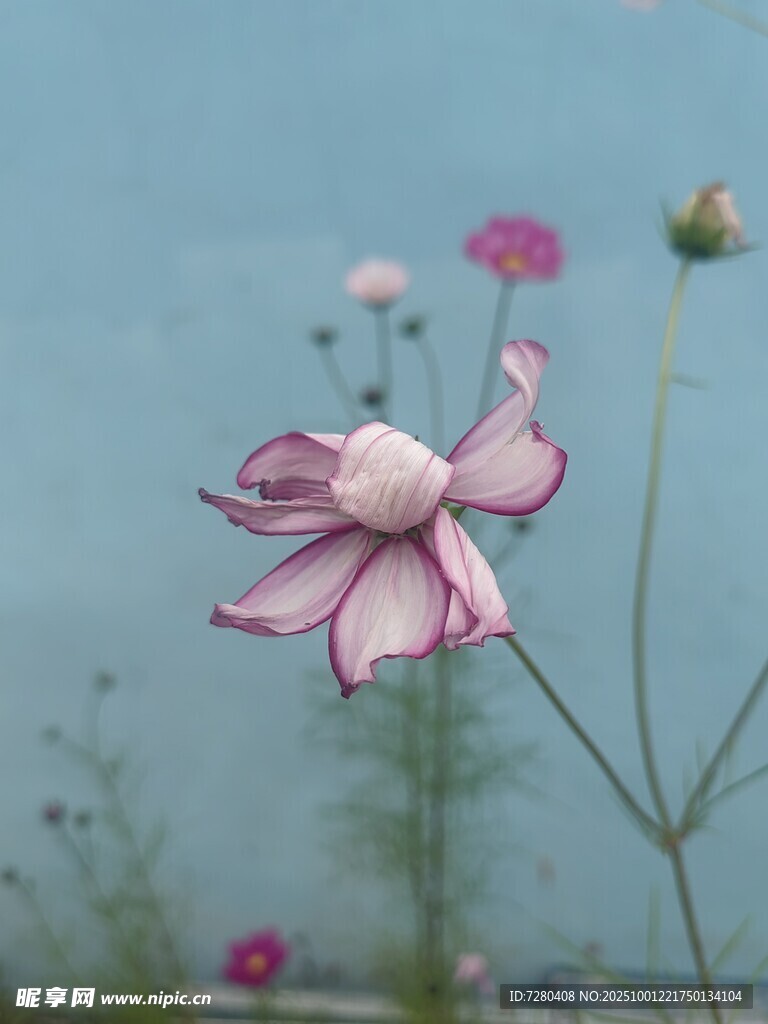 粉色嬌艷花朵綻放
