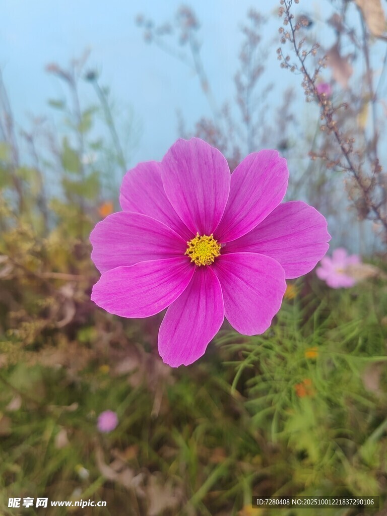 嬌艷波斯菊綻放于野外