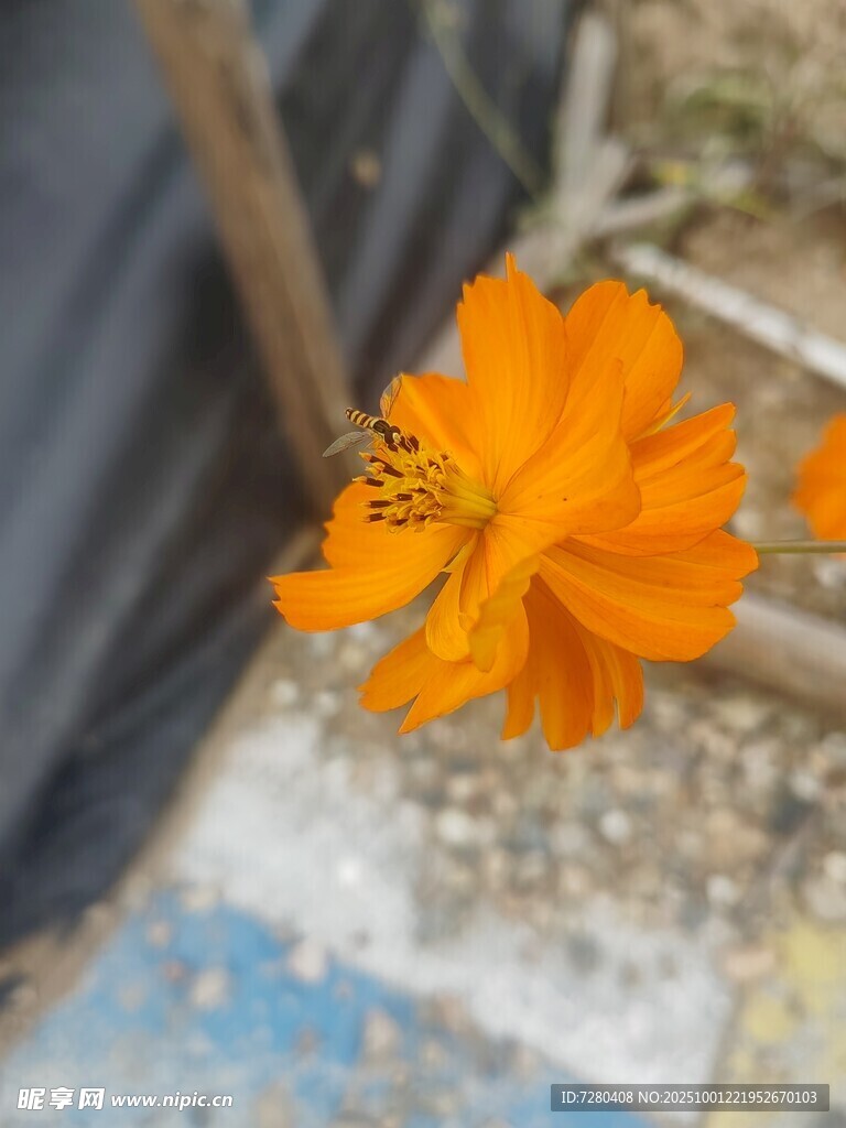 嬌艷橙色花朵特寫