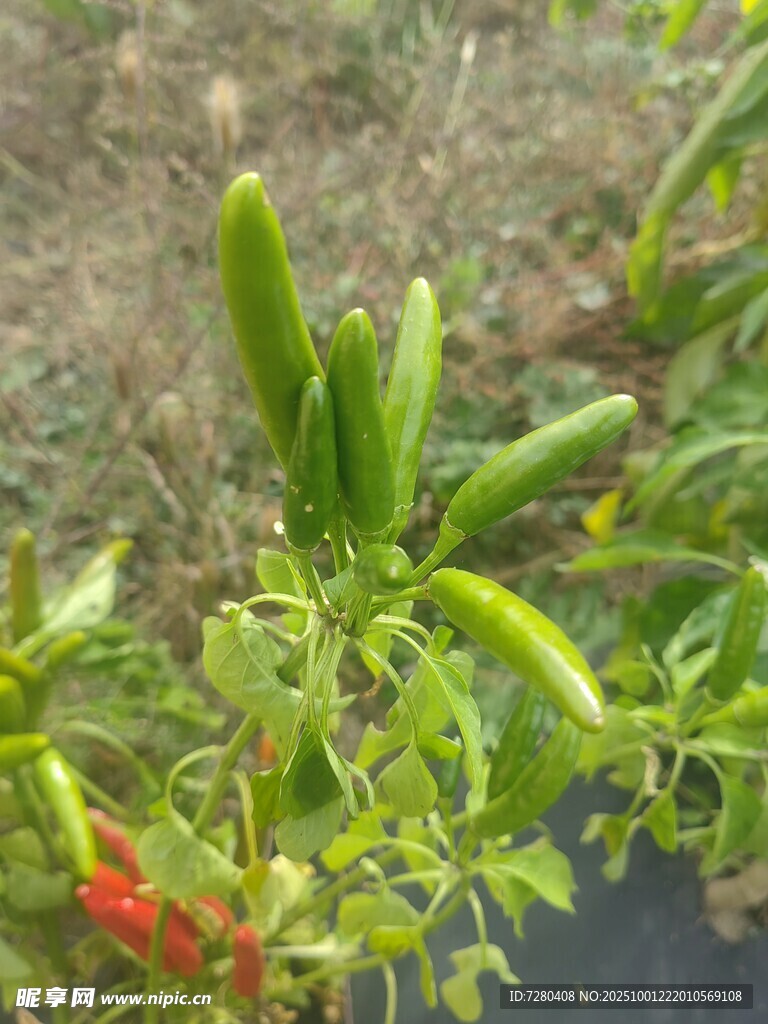 朝天椒