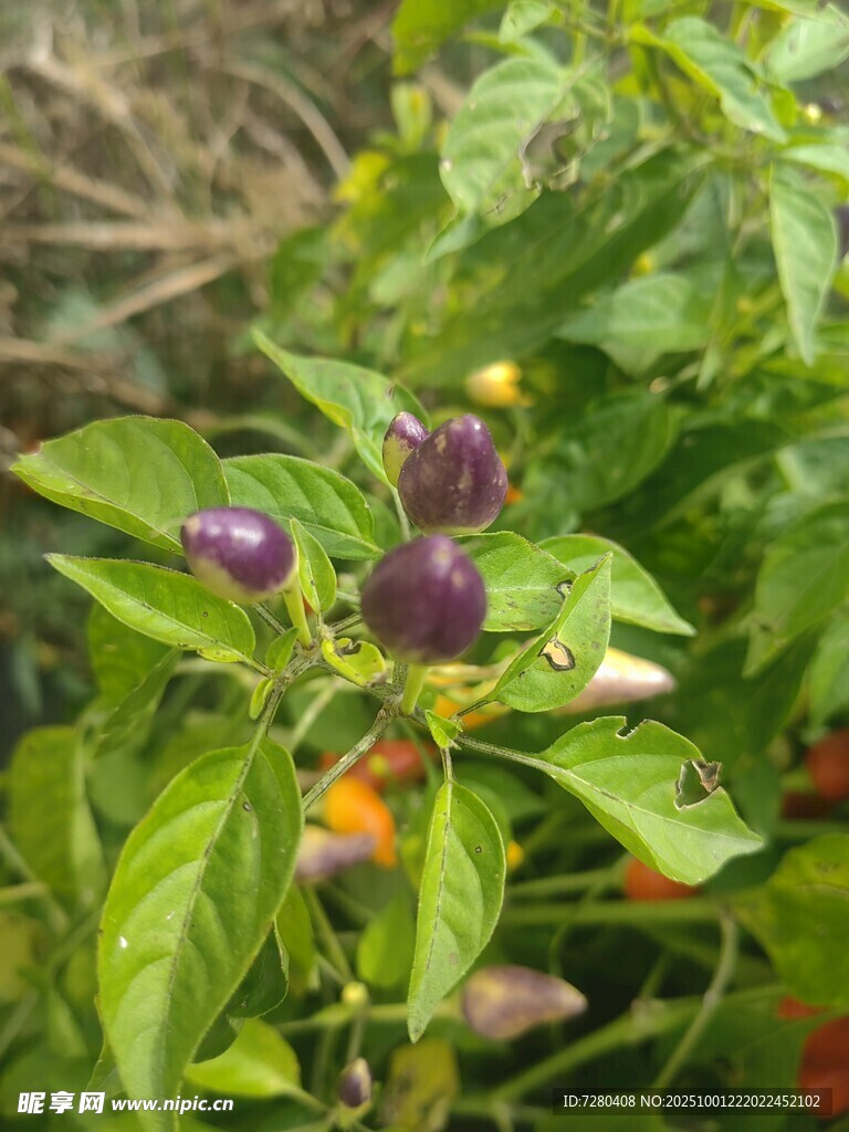 紫椒掛枝綠意間