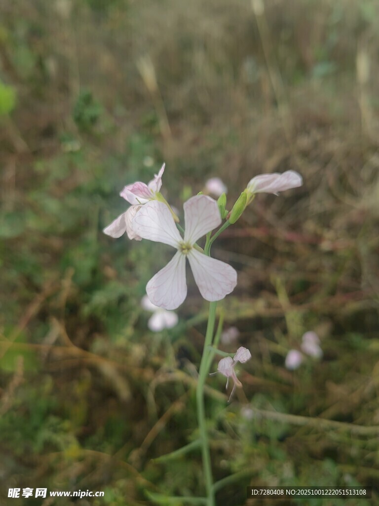 田野中的白色小花