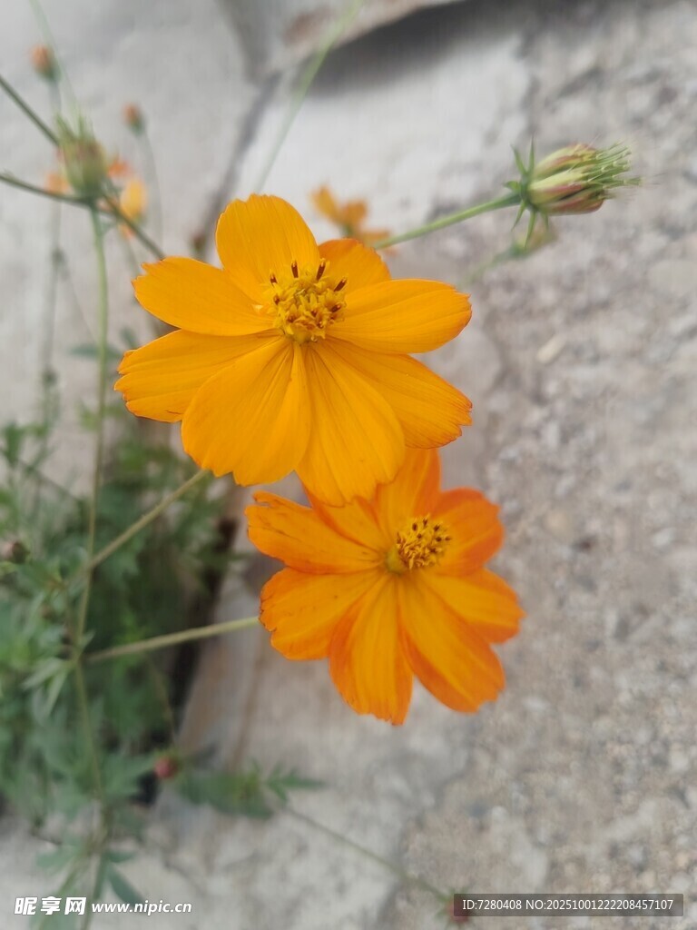 兩朵綻放的橙色波斯菊