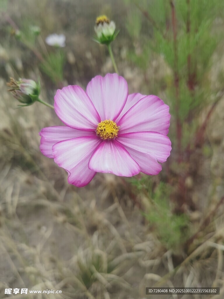 粉色波斯菊綻放于草地