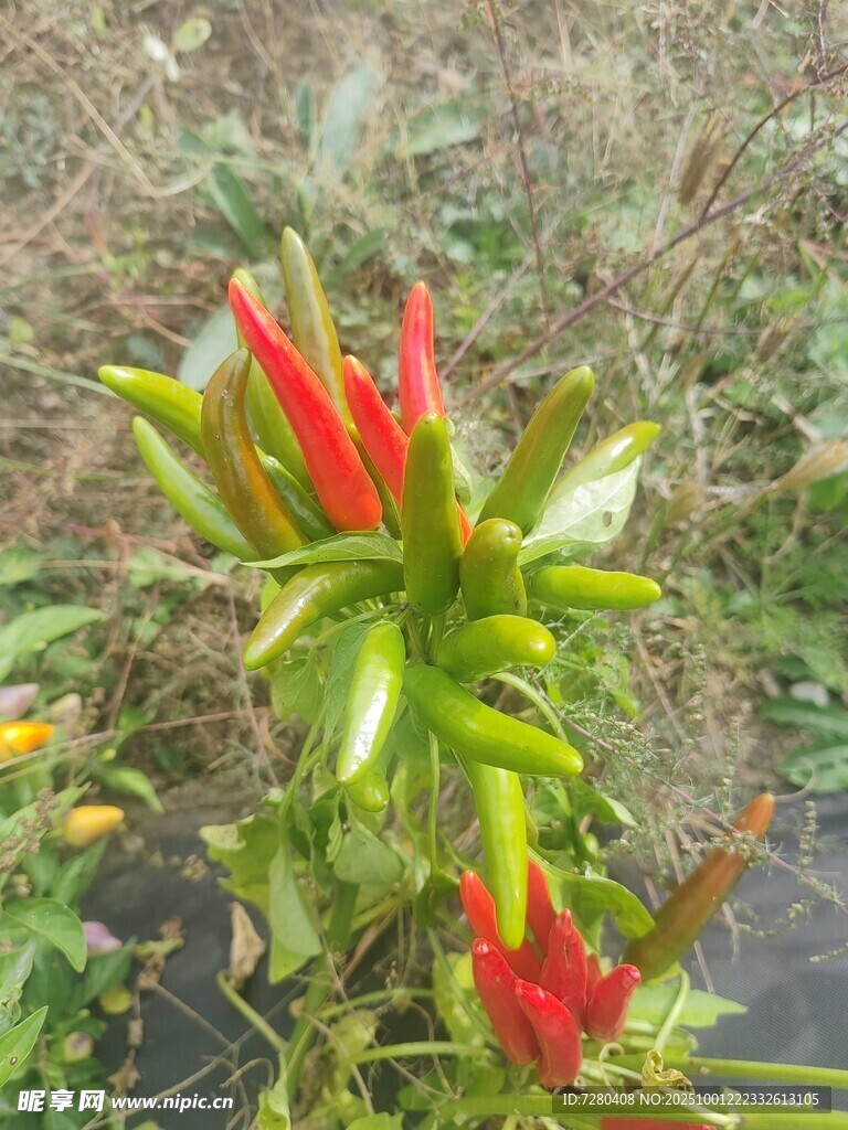 鮮艷多彩的花卉植物