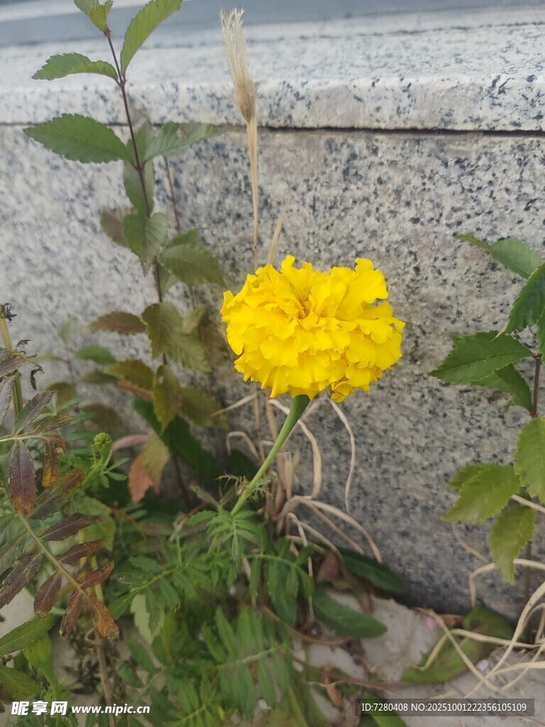 墻邊綻放的黃色鮮艷花朵