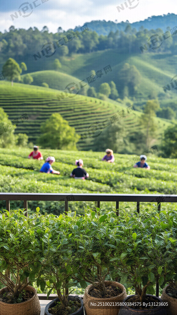 在陽臺上欣賞普洱萬畝茶園里采茶