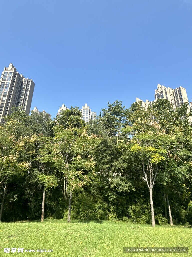 城市綠地中的綠樹與高樓