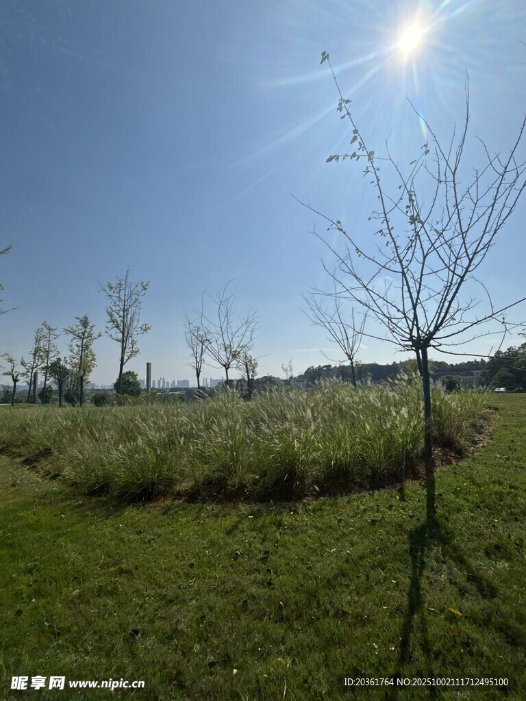 陽光照耀下的草地與樹木