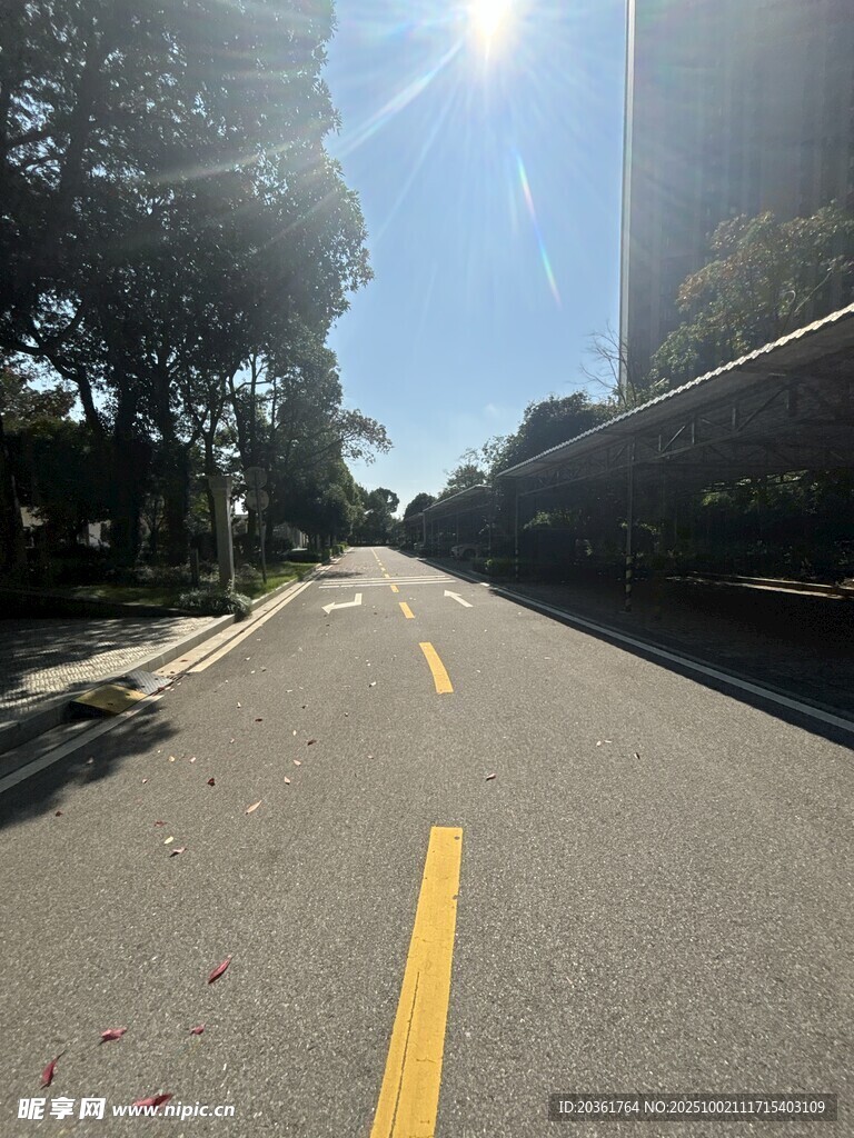 陽(yáng)光照耀下的空曠林蔭道路