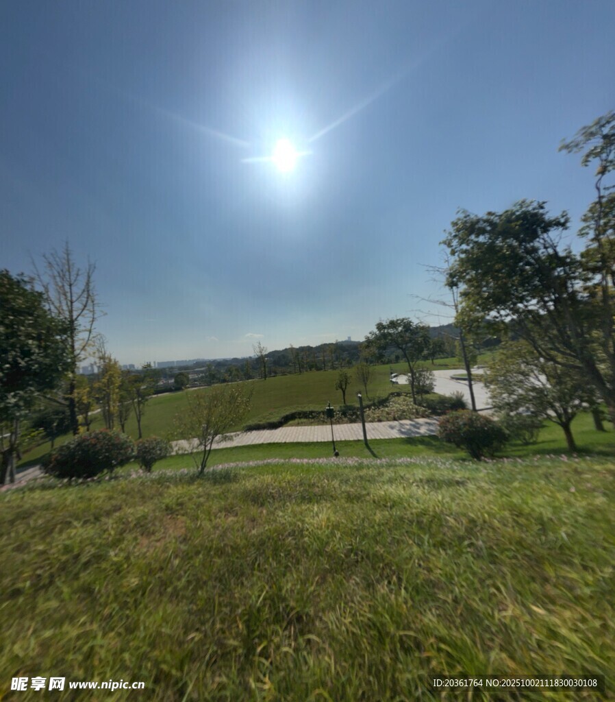 陽光照耀下的開闊草地