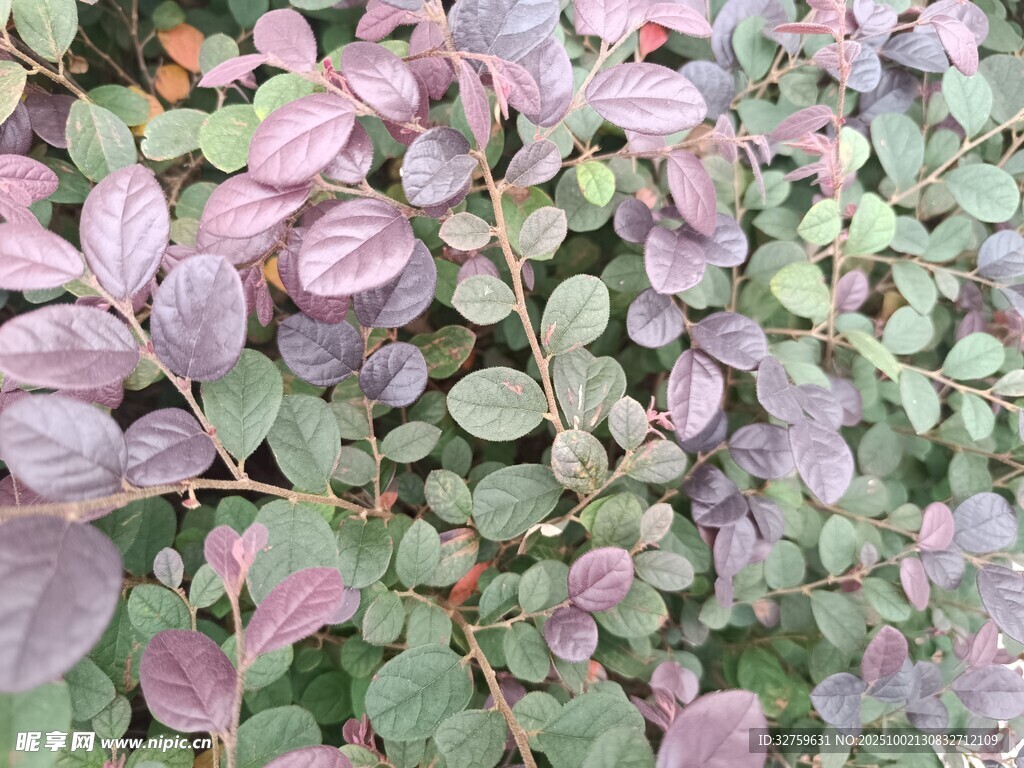 紫葉植物特寫