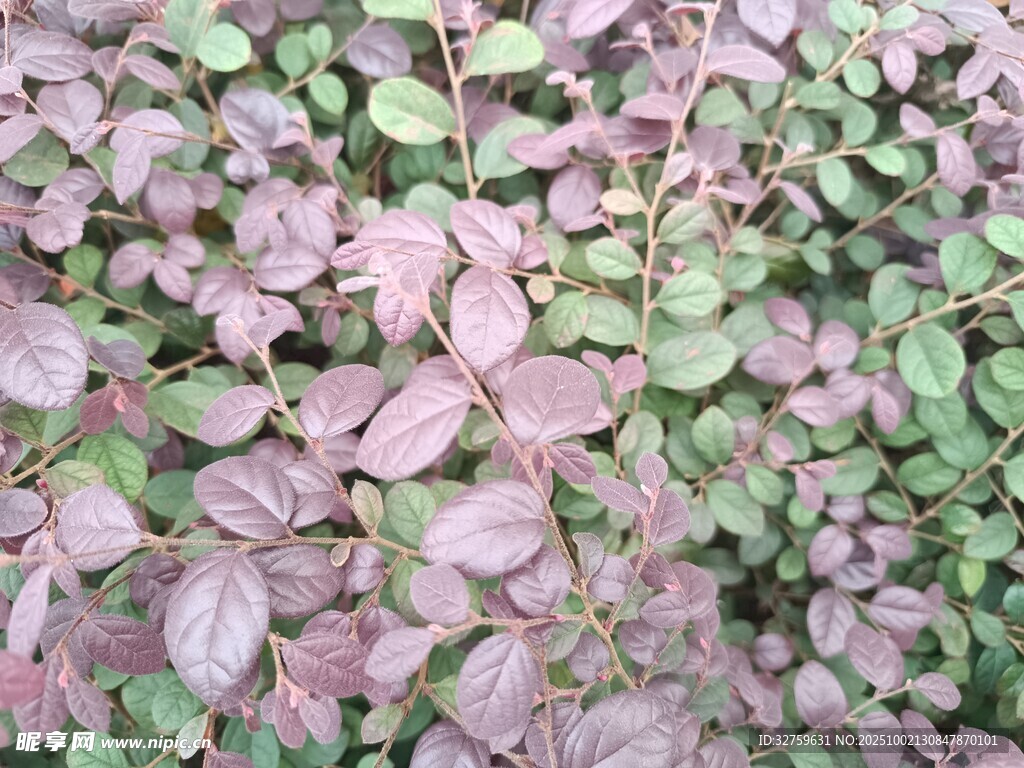 紫綠相間的植物葉片