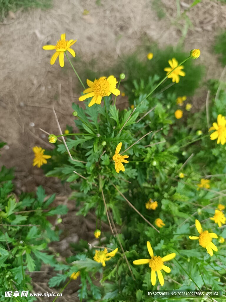 黃色小花綻放于綠地間