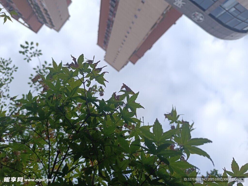 仰視綠樹間的高樓大廈