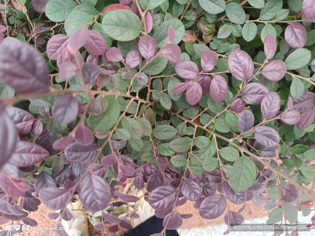 紫葉植物特寫(xiě)