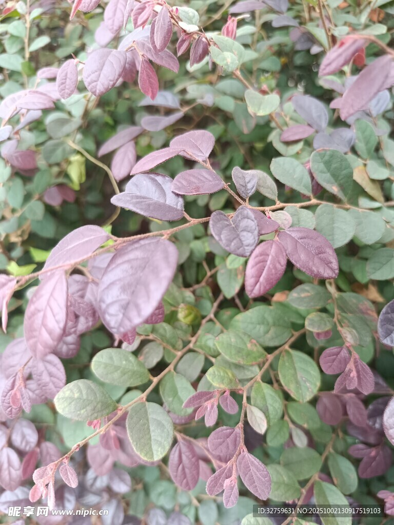 紫綠相間的植物葉片