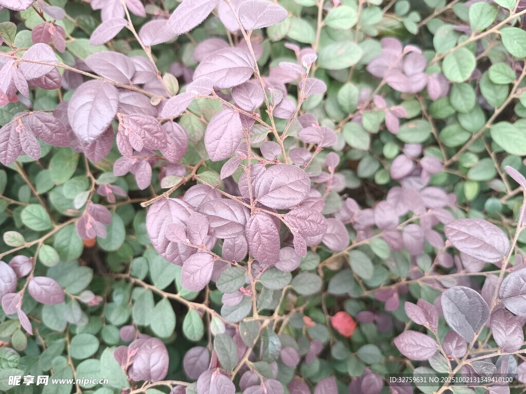 紫葉植物特寫