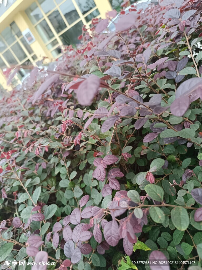 紫葉植物特寫