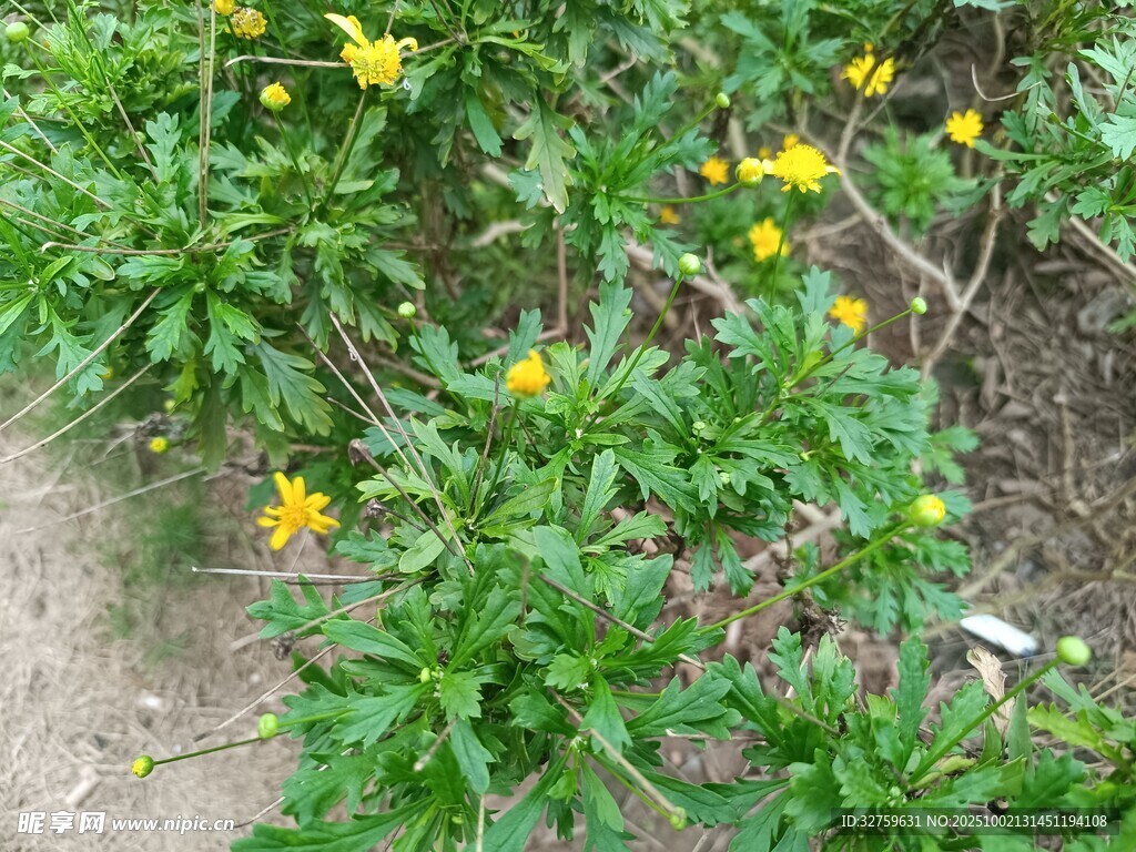 綠葉間綻放的黃色小花
