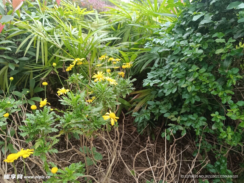 野外黃色小花與綠植景觀