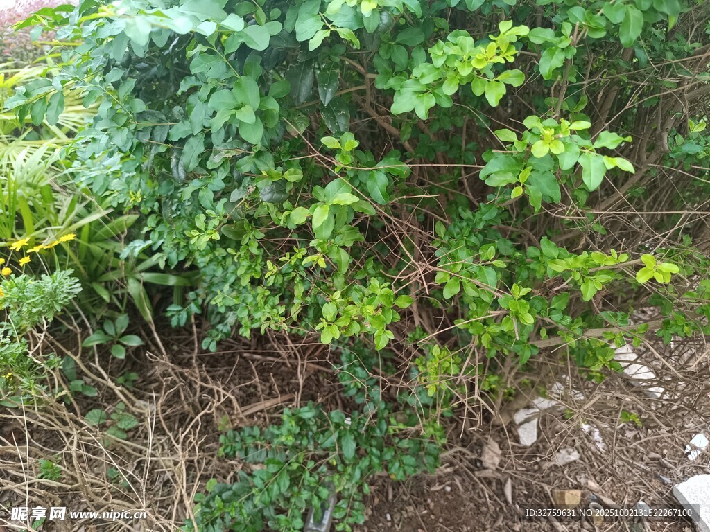 綠意盎然的灌木叢