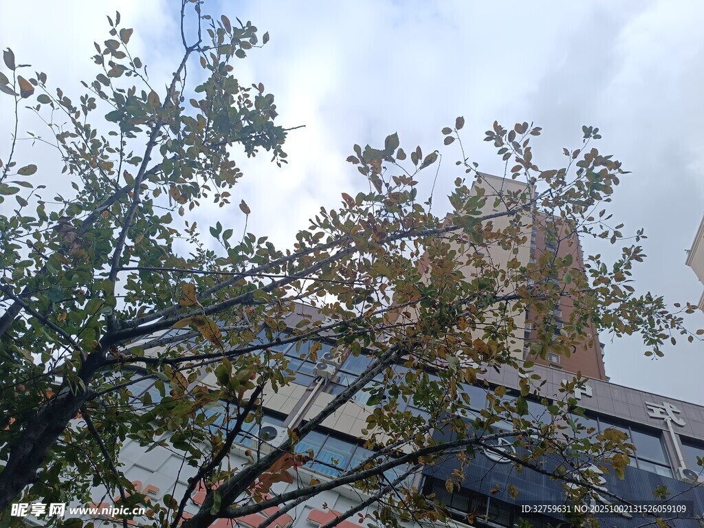 城市中樹木與建筑的景象