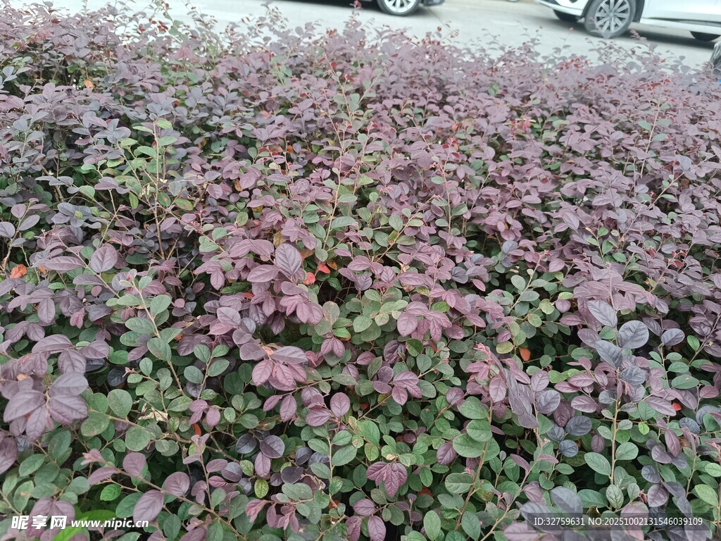 紫葉植物景觀