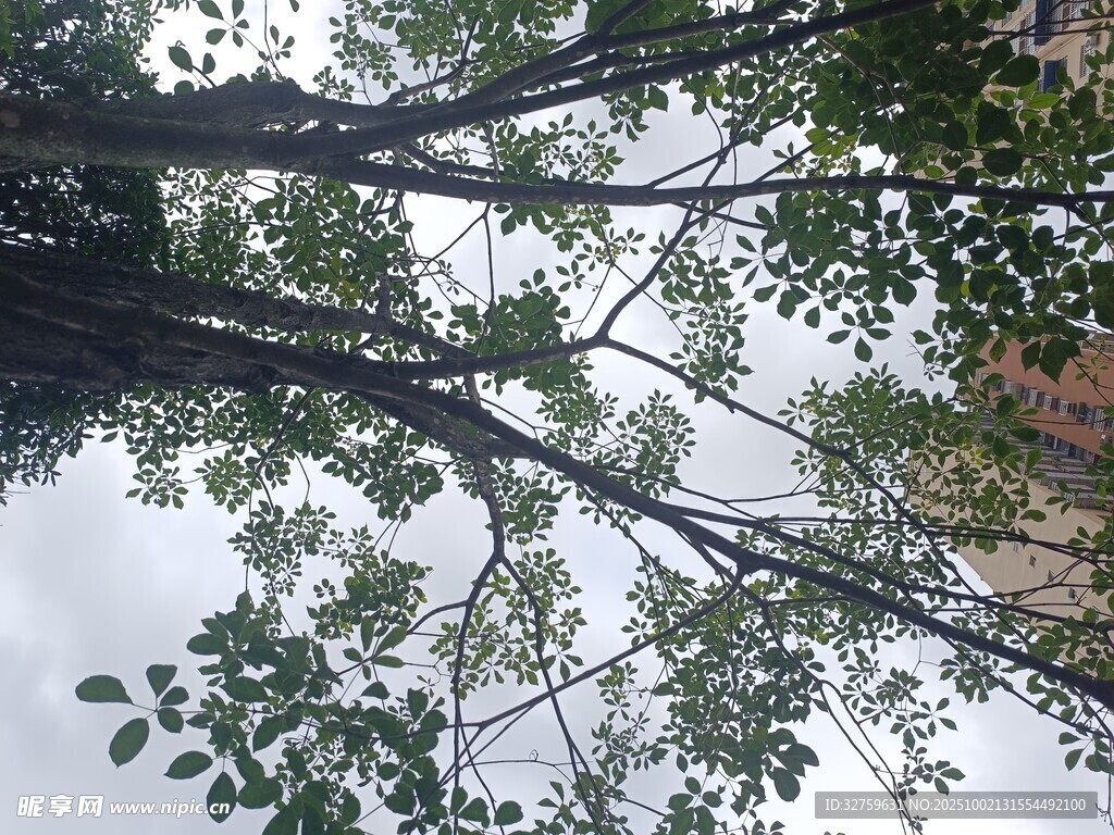 仰視繁茂樹枝與天空