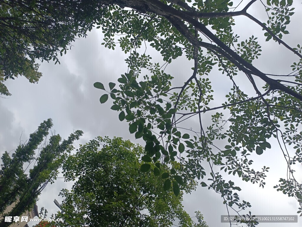 仰視繁茂樹(shù)枝與天空