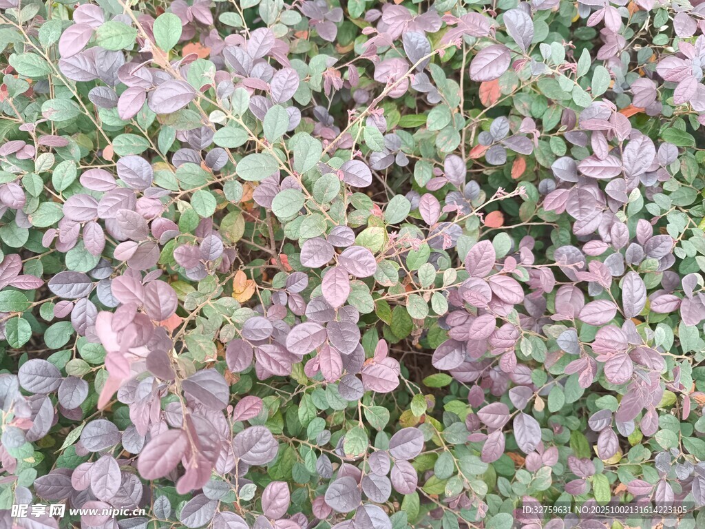 多彩葉片植物特寫