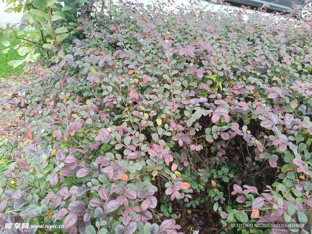 繁茂多彩灌木叢