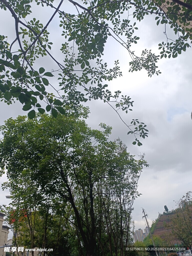 綠樹(shù)掩映下的天空景象