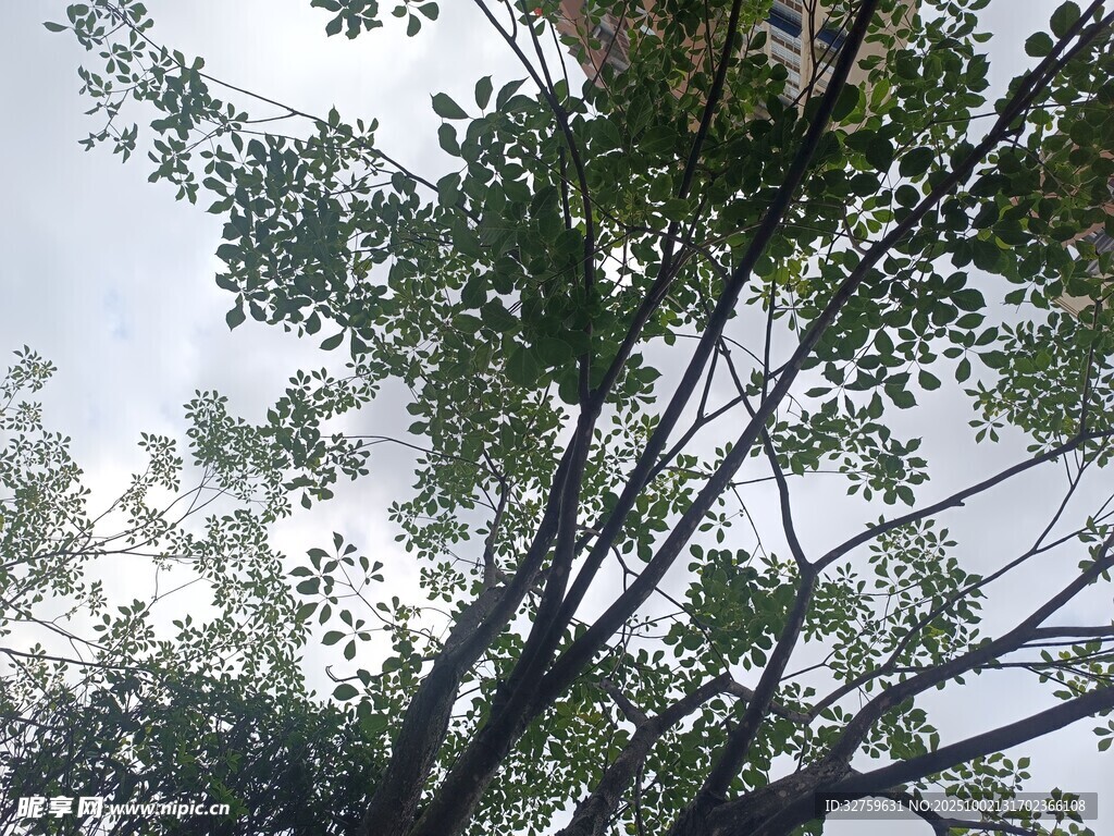 仰視繁茂綠樹樹冠
