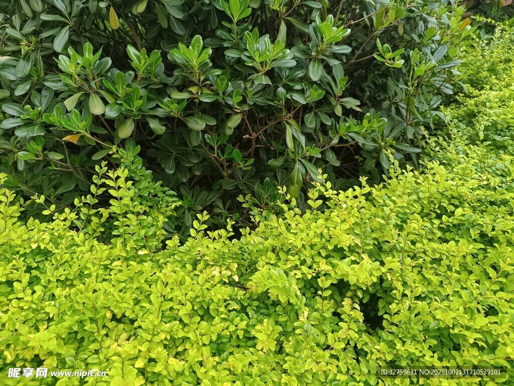翠綠植物景觀