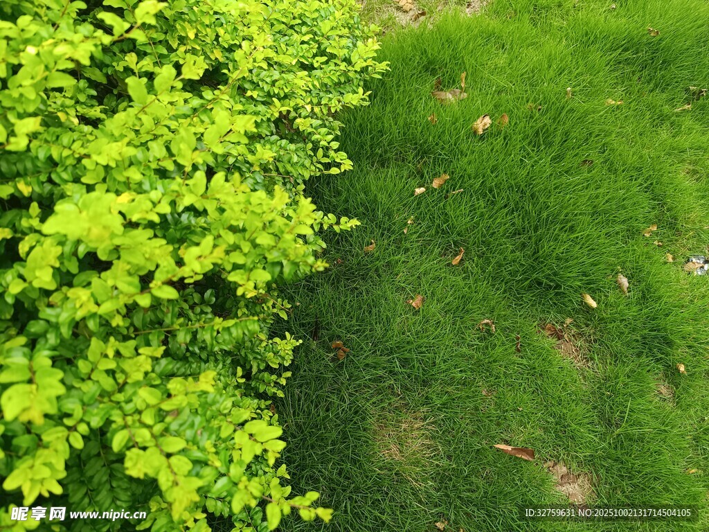 翠綠綠植與草地景觀